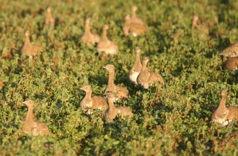 Little Bustard (Tetrax tetrax) Spain - Vallfogona de Balaguer