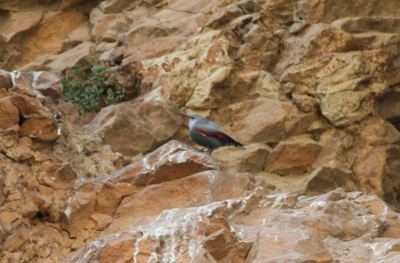 Passeriformes: Tichodromidae - Wallcreeper