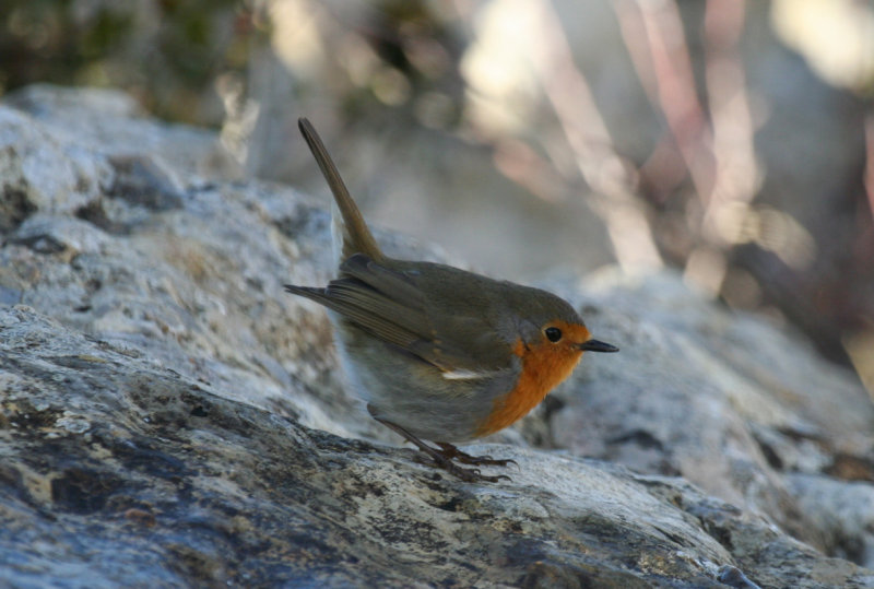 European Robin (Erithacus rubecula rubecula) Spain - Collegats-Queralt - Gramuntill vulture feeding station