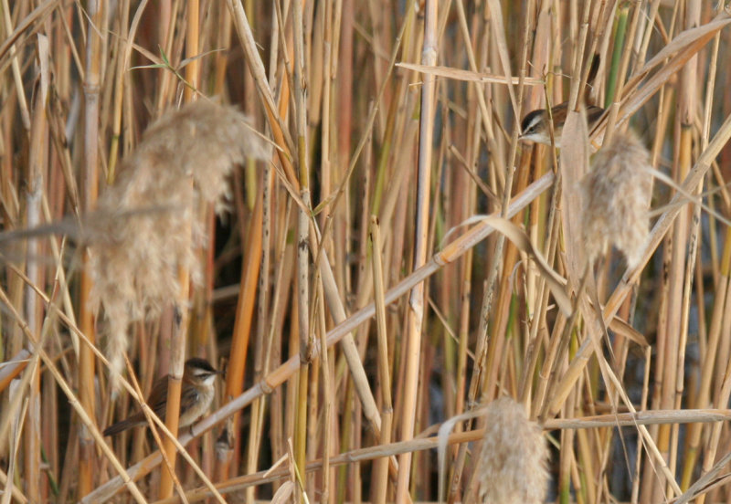 Moustached Warbler (Acrocephalus melanopogon) Spain - Ebro Delta - Laguna de la Encanyissada