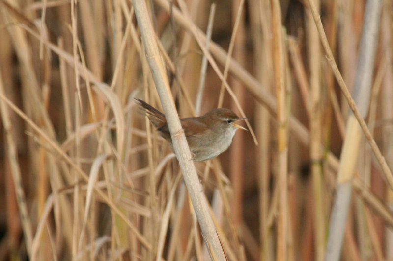 Cetti's Warbler (Cettia cetti) Spain - Ebro Delta - Laguna de la Encanyissada