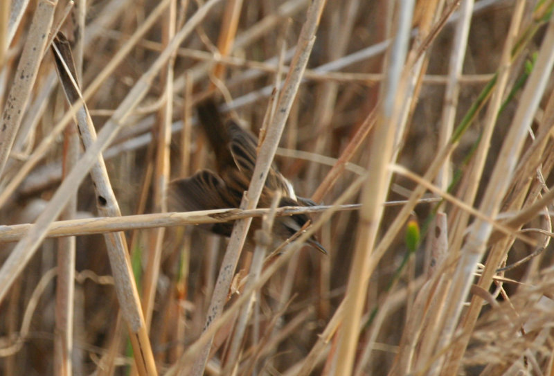 Moustached Warbler (Acrocephalus melanopogon) Spain - Ebro Delta - Laguna de la Encanyissada