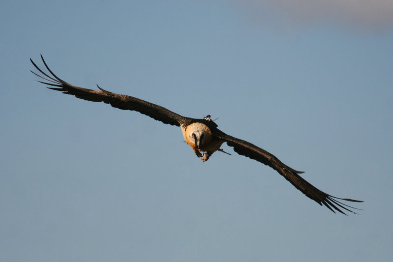 Bearded Vulture (Gypaetus barbatus) Spain - Collegats-Queralt - Gramuntill vulture feeding station