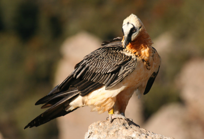 Bearded Vulture (Gypaetus barbatus barbatus) Spain - Collegats-Queralt - Gramuntill vulture feeding station