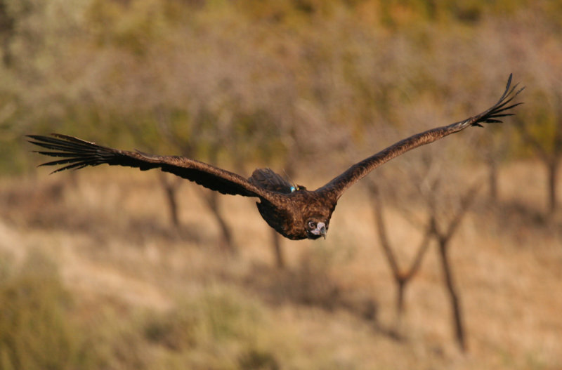 Cinereous Vulture (Aegypius monachus) Spain - Collegats-Queralt - Gramuntill vulture feeding station