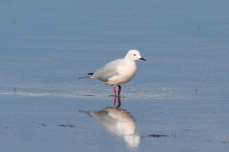 Slender-billed Gull (Chroicocephalus genei) Spain - Ebro Delta - Laguna de la Tancada