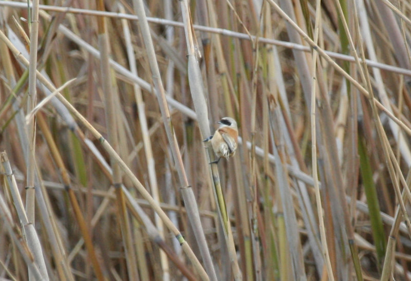 Eurasian Penduline Tit (Remiz pendulinus) Spain - Ebro Delta