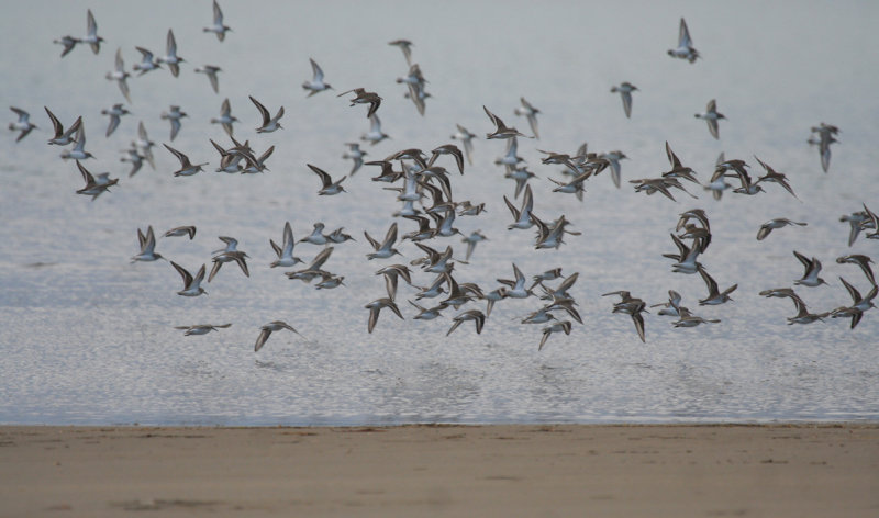 Dunlin (Calidris alpina) Spain - Ebro Delta