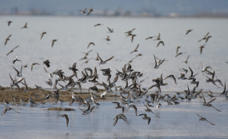 Dunlin (Calidris alpina) Spain - Ebro Delta