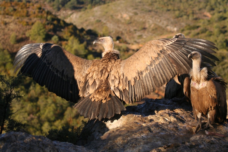 Griffon Vulture (Gyps fulvus) Spain - Collegats-Queralt - Gramuntill vulture feeding station