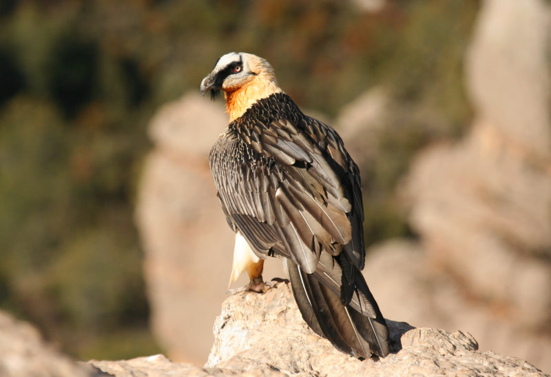 Bearded Vulture (Gypaetus barbatus barbatus) Spain - Collegats-Queralt - Gramuntill vulture feeding station
