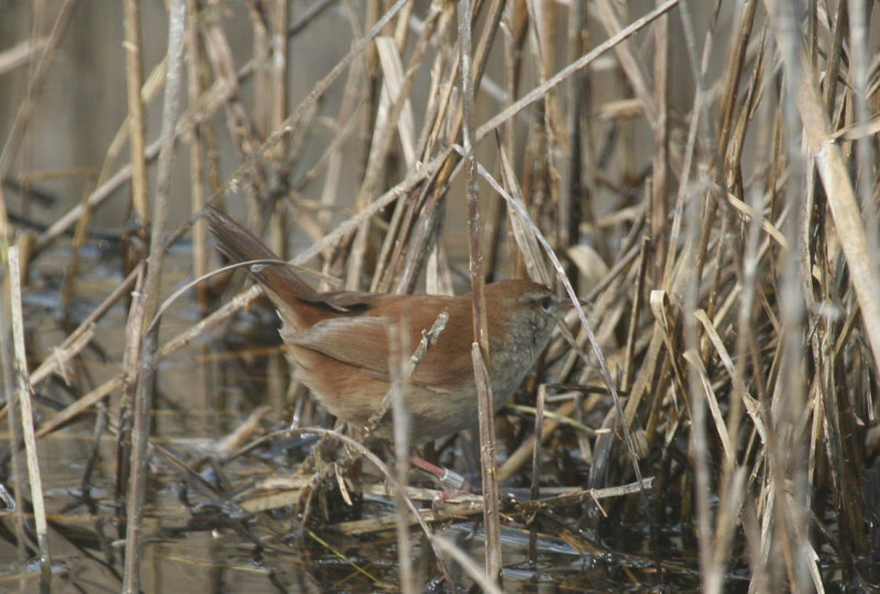 Cetti's Warbler (Cettia cetti) Spain - Delta Llobregat