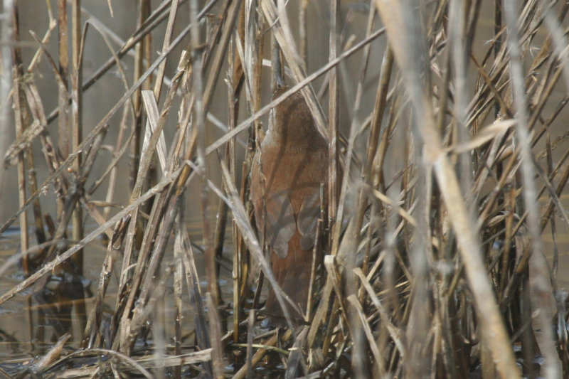 Cetti's Warbler (Cettia cetti) Spain - Delta Llobregat