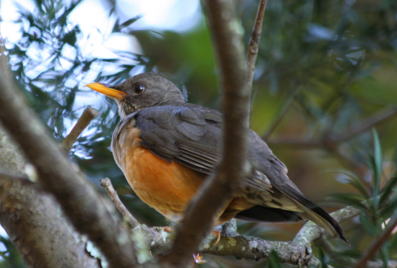 Olive Thrush (Turdus olivaceus) South Africa - Cape Town - Kirstenbosch Botanical Gardens