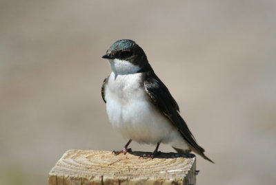 Tree Swallow (Tachycineta bicolor) Jamaica Bay Wildlife Refuge NYC