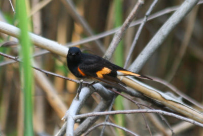 American Redstart (Setophaga ruticilla) male - Jamaica Bay Wildlife Refuge NYC