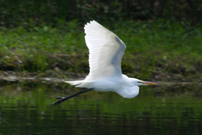 American Great Egret (Ardea alba egretta) Central Park NYC