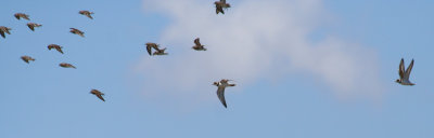 Semipalmated Plovers (Charadrius semipalmatus) and Least Sandpipers, Jamaica Bay Wildlife Refuge