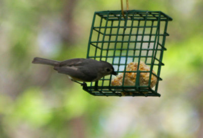 Tufted Titmouse (Baeolophus bicolor) Central Park NYC