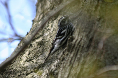 Black-and-white Warbler (Mniotilta varia) Jamaica Bay Wildlife Refuge NYC