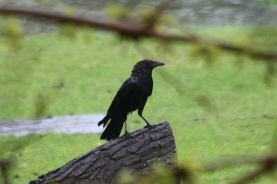 American Crow (Corvus brachyrhynchos) Bronx Zoo NYC