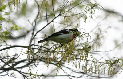 Rose-breasted Grosbeak (Pheucticus ludovicianus) Jamaica Bay Wildlife Refuge.JPG