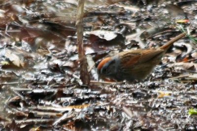 Swamp Sparrow (Melospiza georgiana) Jamaica Bay Wildlife Refuge