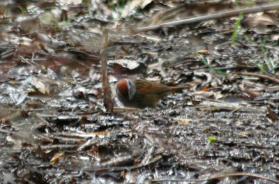 Swamp Sparrow (Melospiza georgiana) Jamaica Bay Wildlife Refuge.JPG