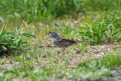 White-crowned Sparrow (Zonotrichia leucophrys) Jamaica Bay Wildlife Refuge NYC