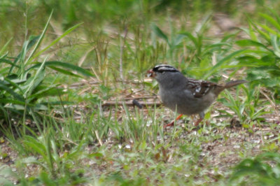 White-crowned Sparrow Zonotrichia leucophrys 4.JPG
