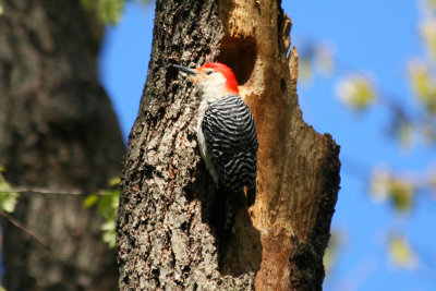 Red-bellied Woodpecker (Melanerpes carolinus) Prospect Park, Brooklyn NYC