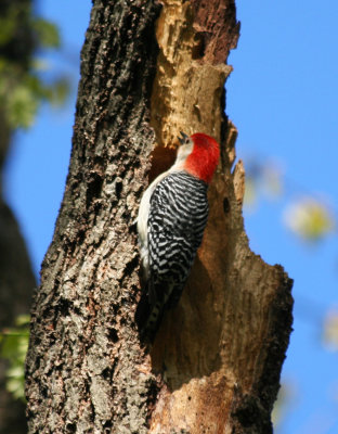 Red-bellied Woodpecker (Melanerpes carolinus) Prospect Park, Brooklyn NYCjpg