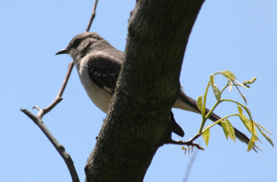 Northern Mockingbird (Mimus polyglottos) Brooklyn Botanical Garden