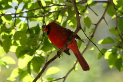 Northern Cardinal (Cardinalis cardinalis) Prospect Park, Brooklyn NYC