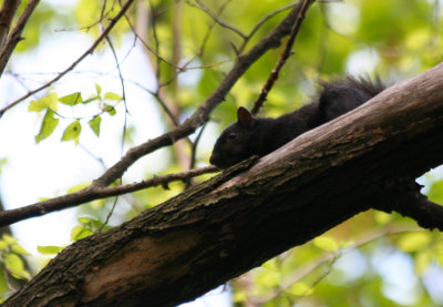 Eastern Gray Squirrel (Sciurus carolinensis) Black form - Inwood Hill Park NYC