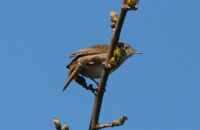 House Wren (Troglodytes aedon) Jamaica Bay Wildlife Refuge NYC