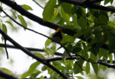 Black-throated Green Warbler (Dendroica virens) Male - Central Park NYC