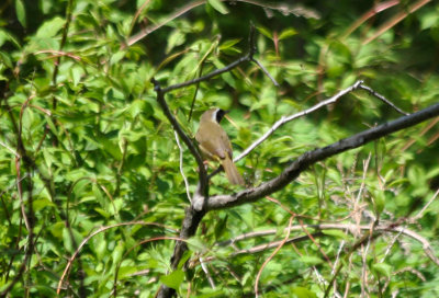 Common Yellowthroat (Geothlypis trichas) Male - Jamaica Bay Wildlife Refuge NYC