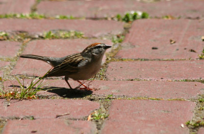 Chipping Sparrow (Spizella passerina) Prospect Park, Brooklyn NYC