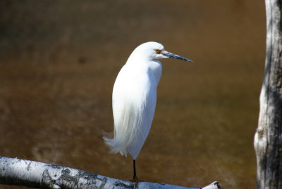 Snowy Egret (Egretta thula) Jamaica Bay Wildlife Refuge NYC