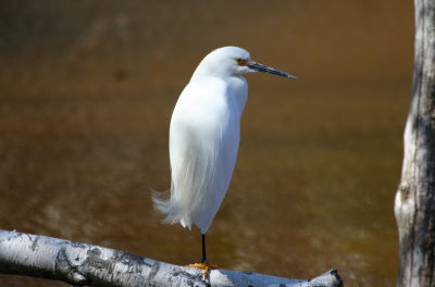 Snowy Egret (Egretta thula  thula) Jamaica Bay Wildlife Refuge NYC