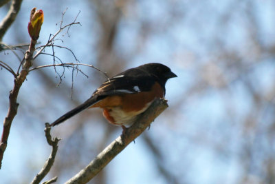 Eastern- or Rufous-sided Towhee (Pipilo erythrophthalmus) Jamaica Bay Wildlife Refuge NYC