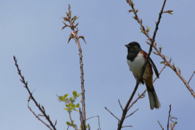 Eastern- or Rufous-sided Towhee (Pipilo erythrophthalmus) Jamaica Bay Wildlife Refuge NYC