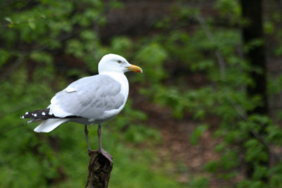 American Herring Gull (Larus smithsonianus) Bronx Zoo NYC
