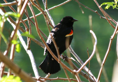 Red-winged Blackbird (Agelaius phoeniceus) Male - Prospect Park, Brooklyn NYC