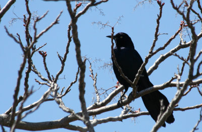 Boat-tailed Grackle (Quiscalus major) Jamaica Bay Wildlife Refuge NYC