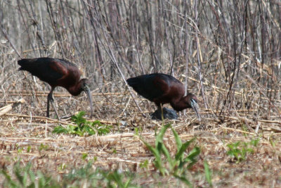 Glossy Ibis (Plegadis falcinellus) Jamaica Bay Wildlife Refuge NYC