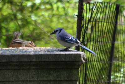 Blue Jay (Cyanocitta cristata) Prospect Park, Brooklyn NYC