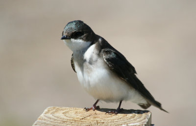 Tree Swallow (Tachycineta bicolor) Jamaica Bay Wildlife Refuge