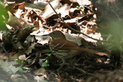 Brown Thrasher (Toxostoma rufum) Prospect Park, Brooklyn NYC